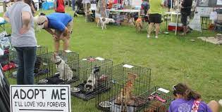 Some items may be purchased online at www.castawaysonline.org. Save A Pet Animal Rescue And Adoption Center Tbr News Media