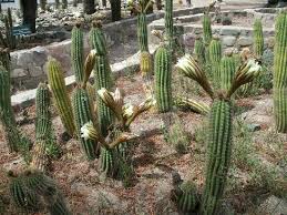 Gu?a para alquilar tu auto en buenos aires. Foto De Jardin Botanico De Altura Tilcara Flores De Cactus Tripadvisor