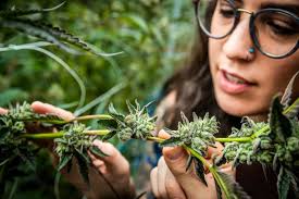 North American Cannabis Registry