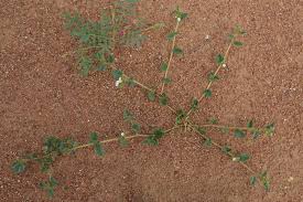 Image result for Limeum viscosum