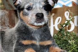 Use the search tool below and browse adoptable. Australian Cattle Dog Blue Heeler Puppies For Sale From Missouri Breeders