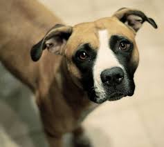 In Praise Of The Mutt The Ark In Space Mutt Dog Dog Images Pictures Dogs