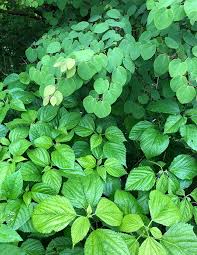 Image result for Laportea alatipes