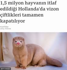1 5 Milyon Hayvanin Itlaf Edildigi Hollanda Da Vizon Ciftlikleri Tamamen Kapatiliyor Bbc News Turkce 2020 Hayvan Bbc Hollanda