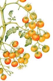 Any idea why the flavor is different than in the past? 9 Best Cherry Tomato Plant Illustration Ideas Plant Illustration Cherry Tomato Plant Illustration