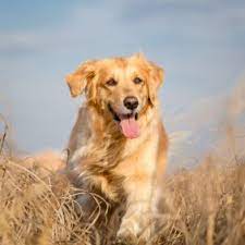 Kleinanzeigen zur vermittlung von hunde (hund). Grosse Hunderassen 83 Rassen Mit Bildern