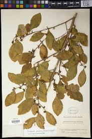 Image result for Suregada procera