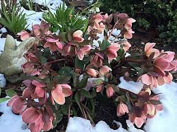 May 23, 2021 · in lieu of flowers, memorial donations may be made to middlesex health cancer center, c/o department of philanthropy, 28 crescent st., middletown, ct 06457. Hello Dear Hellebores Middletown Nj Patch