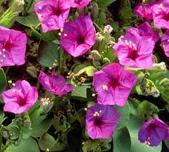 Four O Clock Seed Mirabilis Jalapa Pink Flower Seeds Clock Flower Flower Seeds Flower Landscape