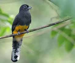 Black Bird With White Chest And White Tipped Tail White Tailed Trogon Trogon Chionurus By Nick Athanas Aves