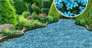 Dunkelroter Duft Holunder Red Holy Raritaten Obst Ahrens Sieberz Pflanzenversand Gartenbedarf In 2020 Garten Bepflanzen Bepflanzung Bodendecker