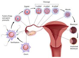 Fertility Clinic Chinese Herbal Medicine Richmond Hill