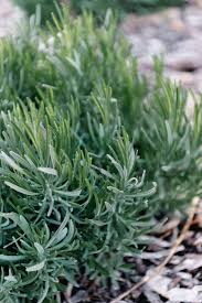 Image result for lavender cuttings