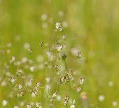 Image result for Briza minor