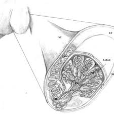 The nose reliance jio's entry to the telecom market was fairly controversial. Pdf Seasonal Anatomical Changes In The Testis Of The One Humped Camel A Review