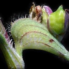 Image result for Commelina subulata