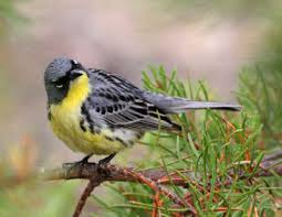 Birding Upper Peninsula Of Michigan