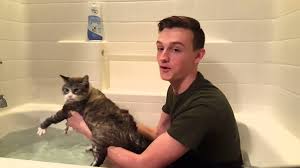 Can I Use Baby Shampoo On My Cat Some Yes Upgrade Your Cat
