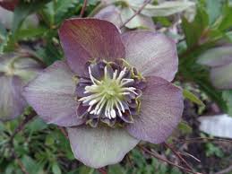 Interessieren sie sich für winterharte exoten, so sind sie hier richtig. Http Forum Garten Pur De Index Php Action Dlattach Topic 57328 0 Attach 458251 Image Garten