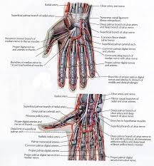Ebraheim's educational animated video describes the anatomy of the flexor digitorum profundus muscle.the flexor digitorum profondus is a muscle in the fo. Anatomy Of The Hand Team Bone
