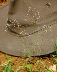 Image result for Aira caryophyllea