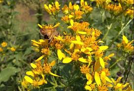 Image result for Verbesina