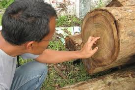 Apa Yang Di Maksud Dengan Lingkaran Tahun Brainly Co Id