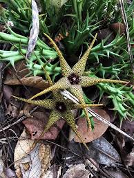 Image result for Orbea caudata