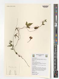 Image result for Merremia pterygocaulos