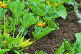 Maybe you would like to learn more about one of these? 5 Tips For Growing Great Zucchini