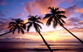 Sunset on the beach of caribbean sea. Palm Tree Beach Wallpapers Wallpaper Cave