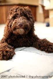 Labradoodle Gender Differences