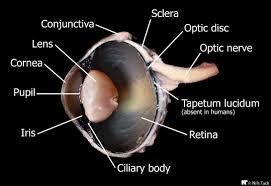 Check spelling or type a new query. Cow Eye Internal Anatomy Cow Eyes Tapetum Lucidum Eyes