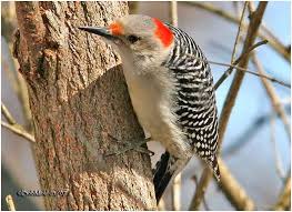 Black And White Birds In Pa Pin On Birds Of Pennsylvania