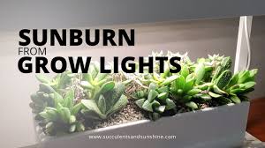 How to grow cactus & succulents under lights. How To Fix Sunburn From Grow Lights And What Causes It Succulents In Seconds Youtube