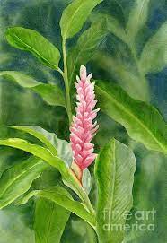 Pink Ginger With Leafy Background By Sharon Freeman Pink Ginger Flower Painting Watercolor Flowers
