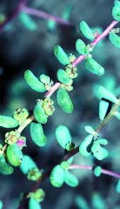 Image result for Suaeda articulata