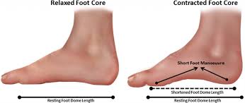 Foot Doming Foot Exercises Muscle Function Feet
