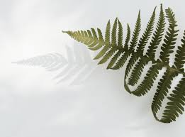 Maybe you would like to learn more about one of these? Ferns Plants Living Their Best Lives
