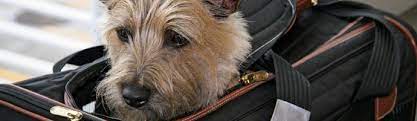 Now, anyone looking to travel with their dog, cat, or turkey will need to bring their pet aboard the main cabin in an approved carrier—or they'll have to buy a separate plane ticket. Delta Air Lines Pet Policy Tripswithpets Com