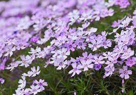 These bright blooms flower in early spring through the fall, depending upon the species. 15 Plants That Offer Great Spring Blooms