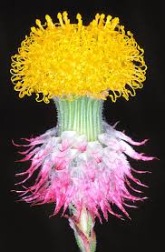 Image result for Helichrysopsis