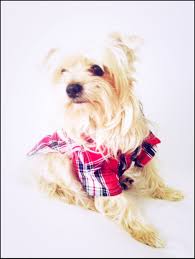 red chekered dog shirt kopek elbiseleri kopek minderleri kopek yastik kopek ekose minder