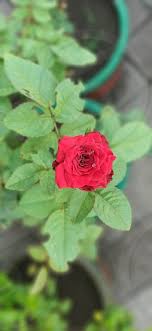 3,053 home rose garden products are offered for sale by suppliers on alibaba.com, of which decorative flowers & wreaths accounts for 24%, flower pots & planters accounts for 6%, and artificial. Red Rose At My Home Garden By Tejas Tailor Photo Stock Snapwire