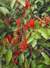 Image result for Englerina muerensis