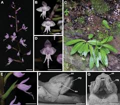 Image result for Holothrix longiflora