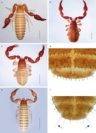 Image result for Pseudocyclosorus