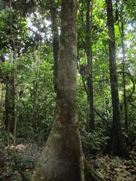 Image result for Hymenaea