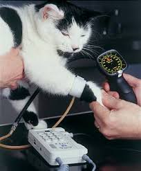 This machine produced by thames medical uses the doppler system to accurately measure your cats blood pressure. Hypertension High Blood Pressure International Cat Care