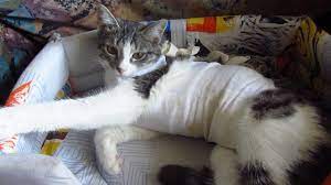 Care For Kitten Melissa After Spaying Youtube